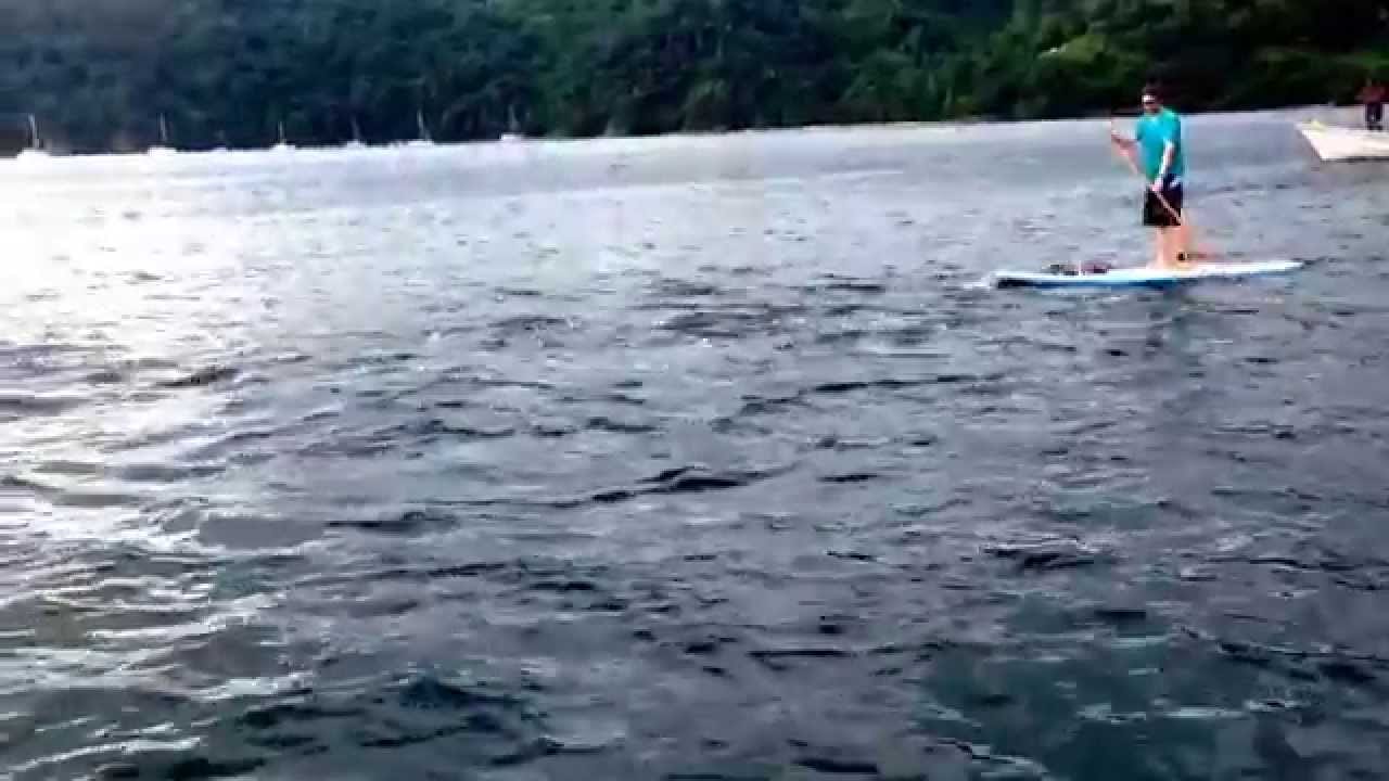 Dolphins on our stand up paddle tour in Tobago