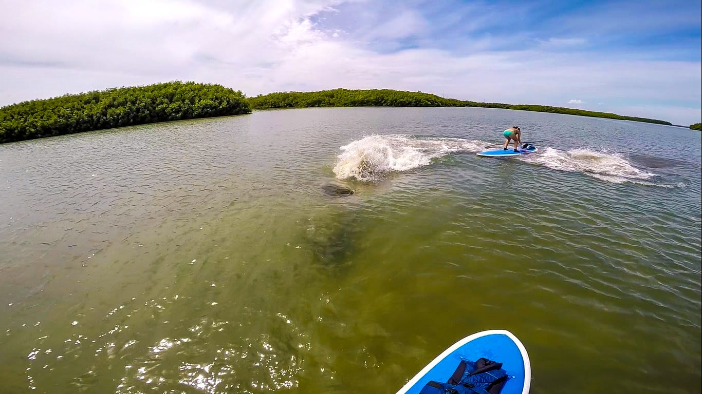 Manatees Charge Stand Up Paddlers
