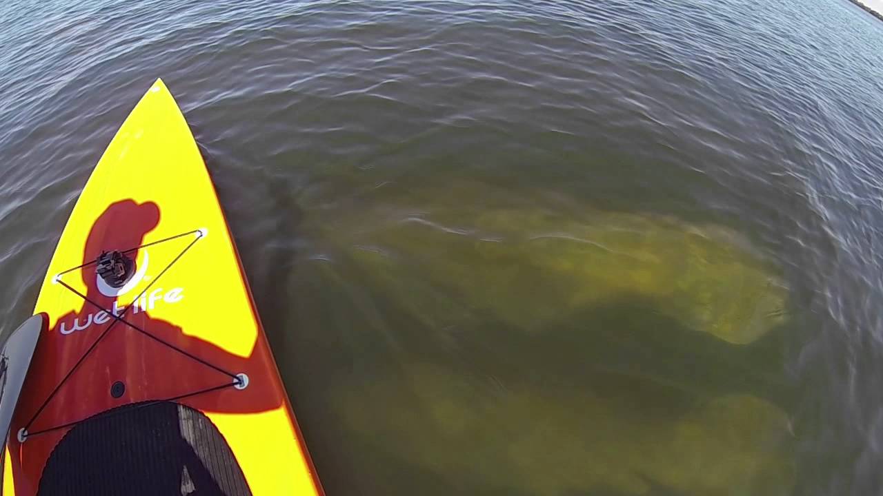 Paddling with manatees in Florida
