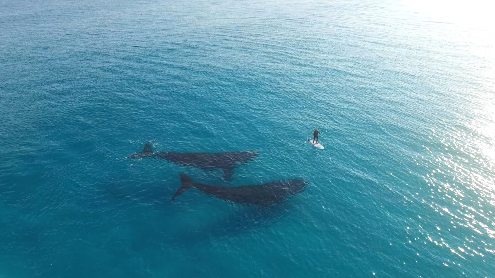 Sharing the ocean with whales