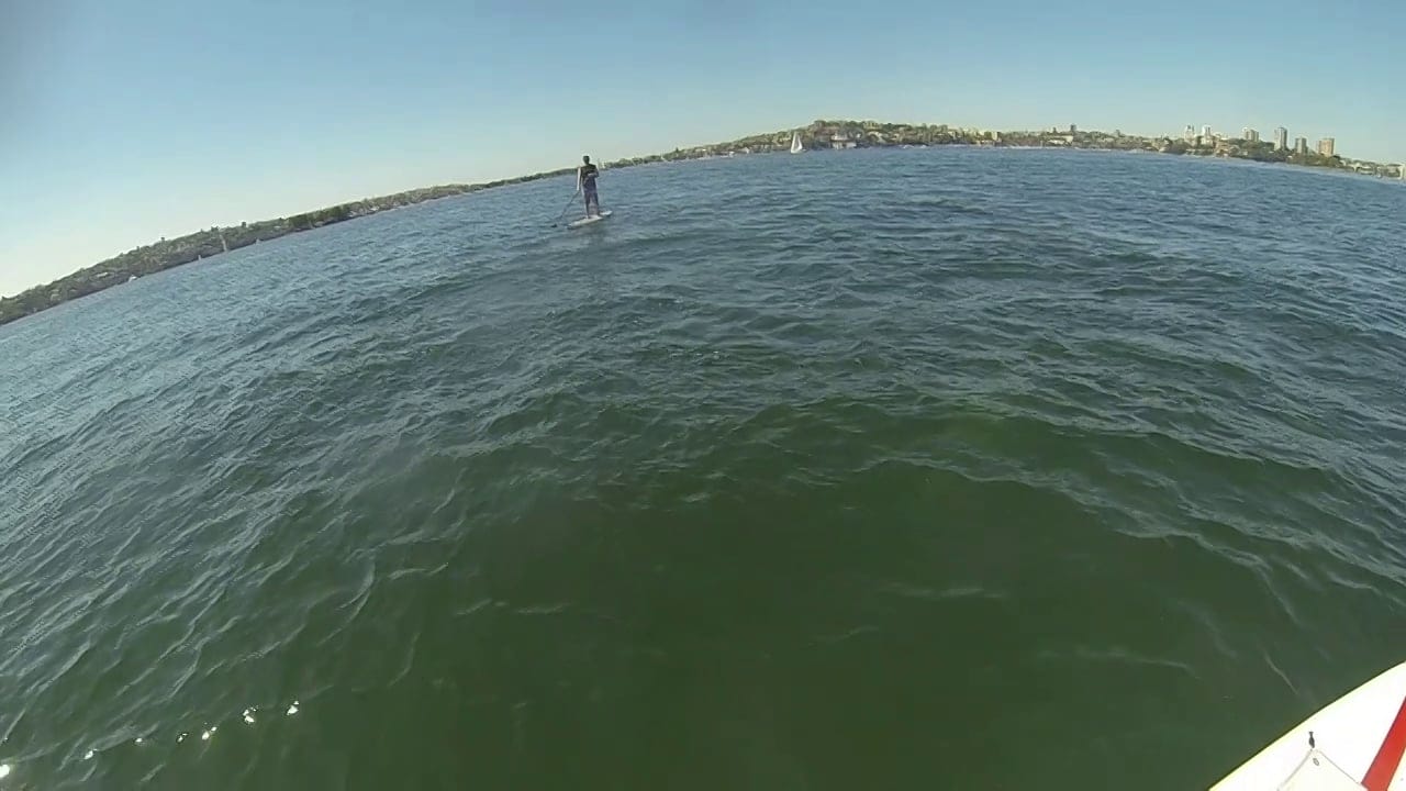 Stand Up Paddling with Dolphins in Sydney