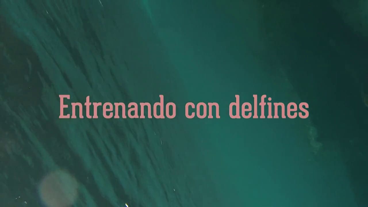 SUP training with dolphins in Barcelona