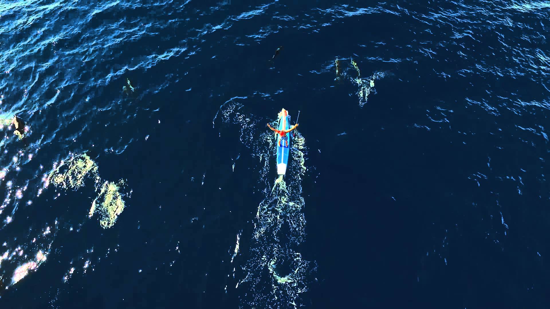 Zane Schweitzer Paddling with Dozens of Dolphins  in Oahu, Hawaii