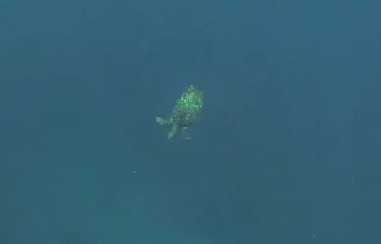 sea turtle guadeloupe