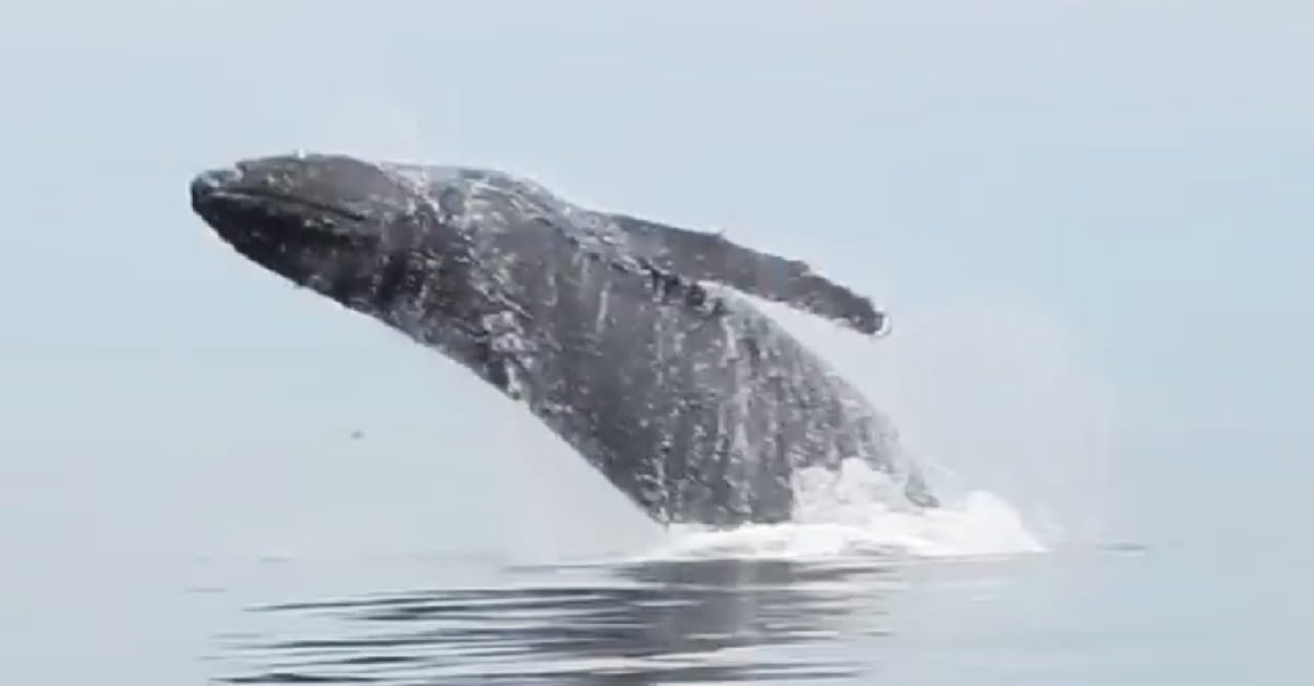 Rare encounter with a Humpback Whale
