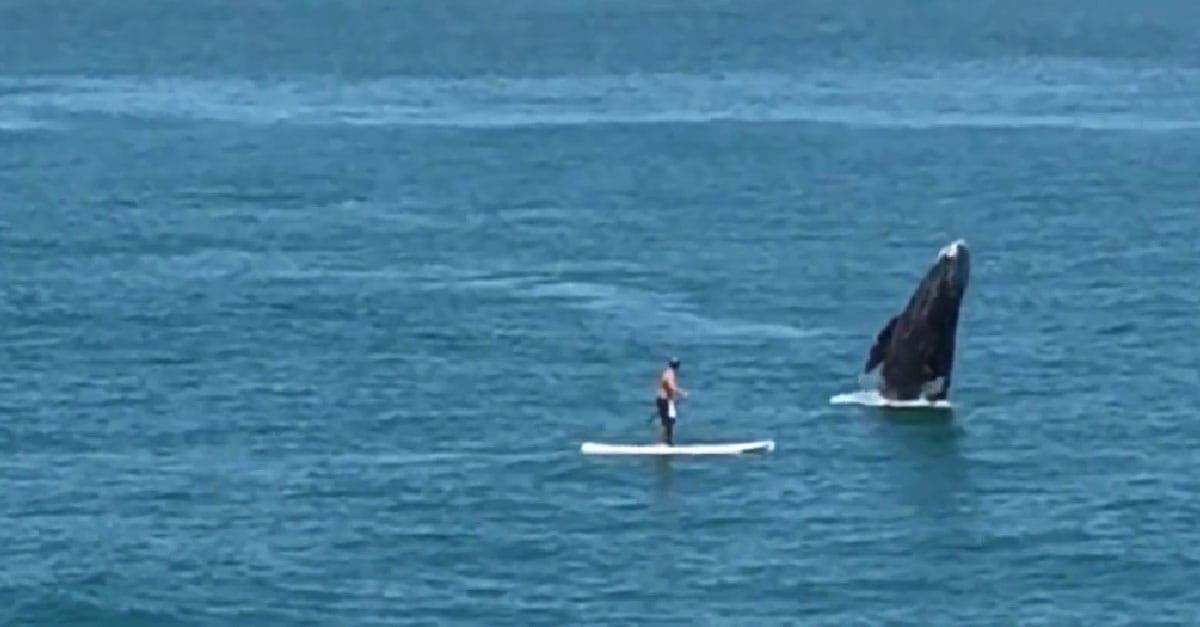 Whale breaches next to a paddle boarder in California!