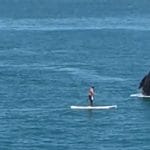 Whale breaches next to a paddle boarder in California!