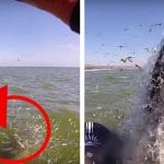 Humpback Whale Nearly Collides with a Stand Up Paddler