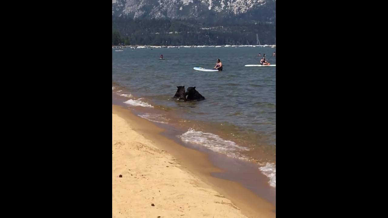 Lake Tahoe is a famous spot for … bears