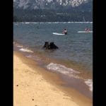 Lake Tahoe is a famous spot for … bears