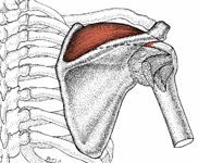suparspinatus