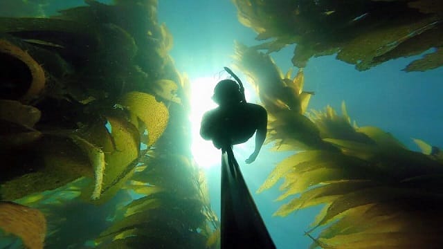 Morgan Catalina Ocean Experience