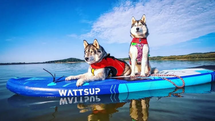Conseils pour faire du Cani-paddle, du stand-up paddle avec son chien
